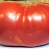 Ponak New Fresh 15 Pieces Red Tomato Vegetable Seeds