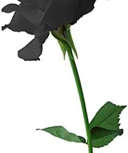 Ponak New Fresh 15 Pieces Red Tomato Vegetable Seeds