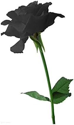 Ponak New Fresh 15 Pieces Red Tomato Vegetable Seeds