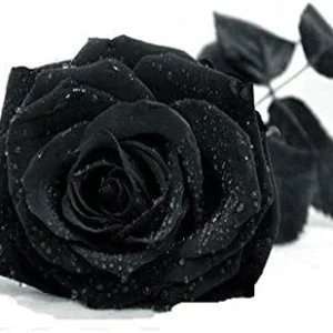 Ponak New Fresh 15 Pieces Red Tomato Vegetable Seeds