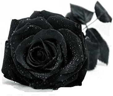 Ponak New Fresh 15 Pieces Red Tomato Vegetable Seeds