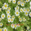White : Big Sale Fragrance of Chrysanthemum Seeds Flower Eseds, About 100 Particles