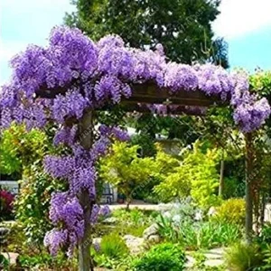 Vistaric Wisteria Seeds Bonsai Flower Seeds Wisteria Tree Plant Perennial Flowers Climbing Growth for Home Garden 10 pcs/Bag 6
