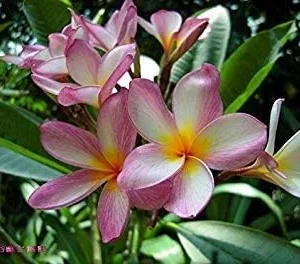 Vistaric 20PCS/Bag Plumeria (Frangipani, Hawaiian Lei Flower) Seeds, Rare Exotic Flower Seeds Egg Flower Seeds