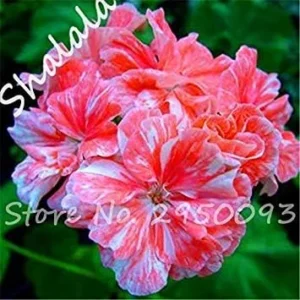 Vistaric 20 Rare Bonsai Semente Geranium Flower Seed Indoor & Outdoor Decor Perennial Plants Climbing Plant, Planta/Plante for Home Garden 7