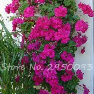 Vistaric 20 Rare Bonsai Semente Geranium Flower Seed Indoor & Outdoor Decor Perennial Plants Climbing Plant, Planta/Plante for Home Garden 7
