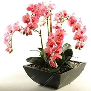 Vistaric 50 pcs/Bag Bonsai Flower Orchid Seeds, Beautiful phalaenopsis Orchid Home Garden Plant Orchid Pot Quality Flower Seeds Kids Gift 7