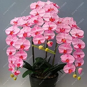 Vistaric 50 pcs/Bag Bonsai Flower Orchid Seeds, Beautiful phalaenopsis Orchid Home Garden Plant Orchid Pot Quality Flower Seeds Kids Gift 7