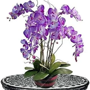 Vistaric 50 pcs/Bag Bonsai Flower Orchid Seeds, Beautiful phalaenopsis Orchid Home Garden Plant Orchid Pot Quality Flower Seeds Kids Gift 7