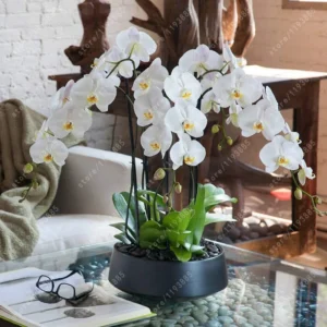 Vistaric 50 pcs/Bag Bonsai Flower Orchid Seeds, Beautiful phalaenopsis Orchid Home Garden Plant Orchid Pot Quality Flower Seeds Kids Gift 7