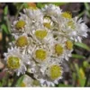 100+ New Snow Anaphalis/Perennial Flower Seeds