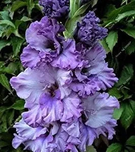 Vistaric 2Pcs Gladiolus Bulbs, Gladiolus Flower(Not Gladiolus Seed) Beautiful Flower Bulbs Symbolizes Nostalgia, Home Garden Plant Bonsai 8