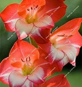 Vistaric 2Pcs Gladiolus Bulbs, Gladiolus Flower(Not Gladiolus Seed) Beautiful Flower Bulbs Symbolizes Nostalgia, Home Garden Plant Bonsai 8