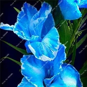 Vistaric 2Pcs Gladiolus Bulbs, Gladiolus Flower(Not Gladiolus Seed) Beautiful Flower Bulbs Symbolizes Nostalgia, Home Garden Plant Bonsai 8