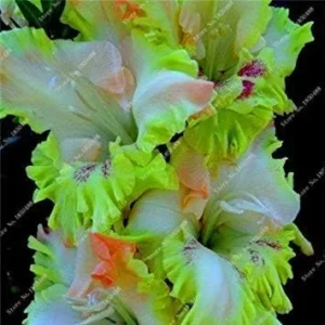 Vistaric 2Pcs Gladiolus Bulbs, Gladiolus Flower(Not Gladiolus Seed) Beautiful Flower Bulbs Symbolizes Nostalgia, Home Garden Plant Bonsai 8