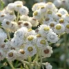 100+ White New Snow Anaphalis/Perennial Flower Seeds