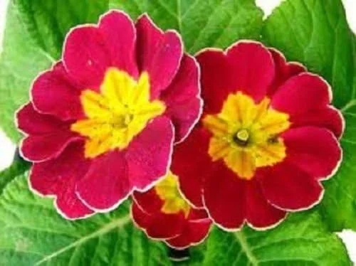 15+ Scarlet Ruffled Primula Primrose/Perennial Flower Seeds
