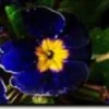 15+ Cobalt Primula Primrose/Perennial Flower Seeds