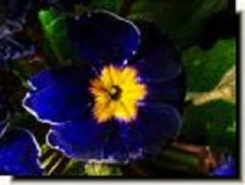 15+ Cobalt Primula Primrose/Perennial Flower Seeds
