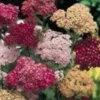 50+ Achillea Colorado Mix Flower Seeds/Perennial