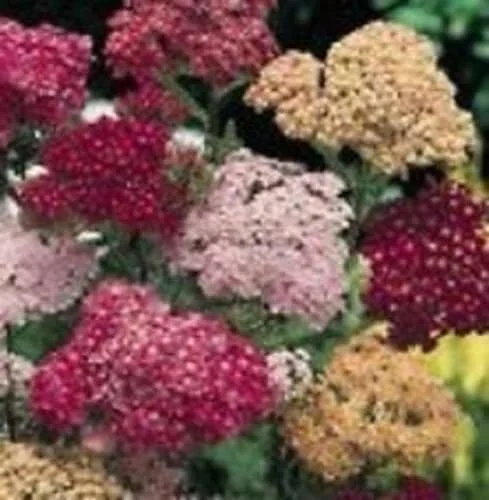 50+ Achillea Colorado Mix Flower Seeds/Perennial