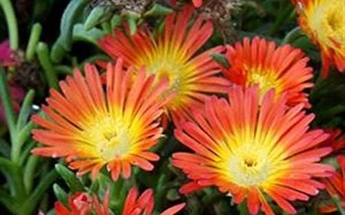50+ Orane Plant/Perennial Flower Seeds