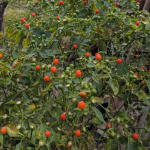 Chiltepin Tepin Pepper Plant - Heirloom Variety - Grow Spicy Peppers