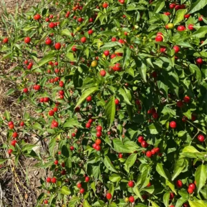 Chiltepin Tepin Pepper Plant - Heirloom Variety - Grow Spicy Peppers