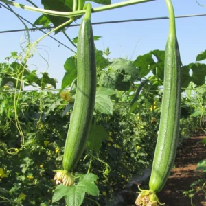 Smooth Luffa Plant 4" Pot - 4-8 Inch - Grow Your Own Sponges