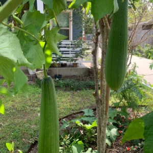 Smooth Luffa Plant 4