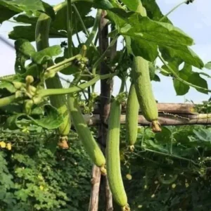 Smooth Luffa Plant 4