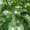 Ridge Gourd Luffa Plant - 4 Inch Potted Vine - 4 to 8 Inch Height