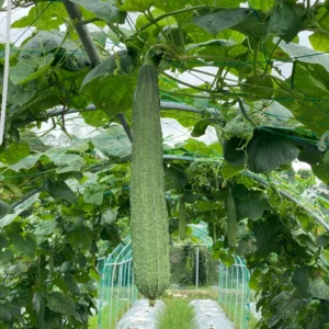 Ridge Gourd Luffa Plant - 4 Inch Potted Vine - 4 to 8 Inch Height