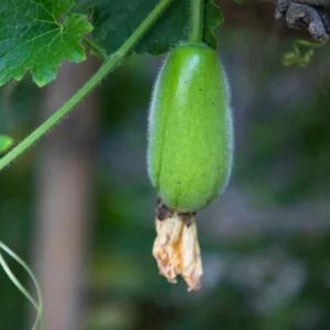 Ash Gourd Plant - Winter Melon Vine - 4 Inch Pot Size - Garden Ready