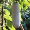 Ash Gourd Plant - Winter Melon Vine - 4 Inch Pot Size - Garden Ready