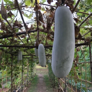 Ash Gourd Plant - Winter Melon Vine - 4 Inch Pot Size - Garden Ready