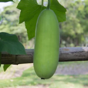 Ash Gourd Plant - Winter Melon Vine - 4 Inch Pot Size - Garden Ready