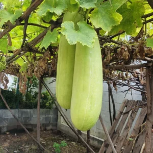 Ash Gourd Plant - Winter Melon Vine - 4 Inch Pot Size - Garden Ready