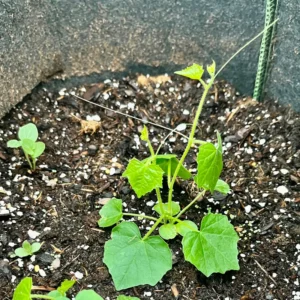 Cucamelon Plant 4 Inch Pot - Miniature Cucumber Vine