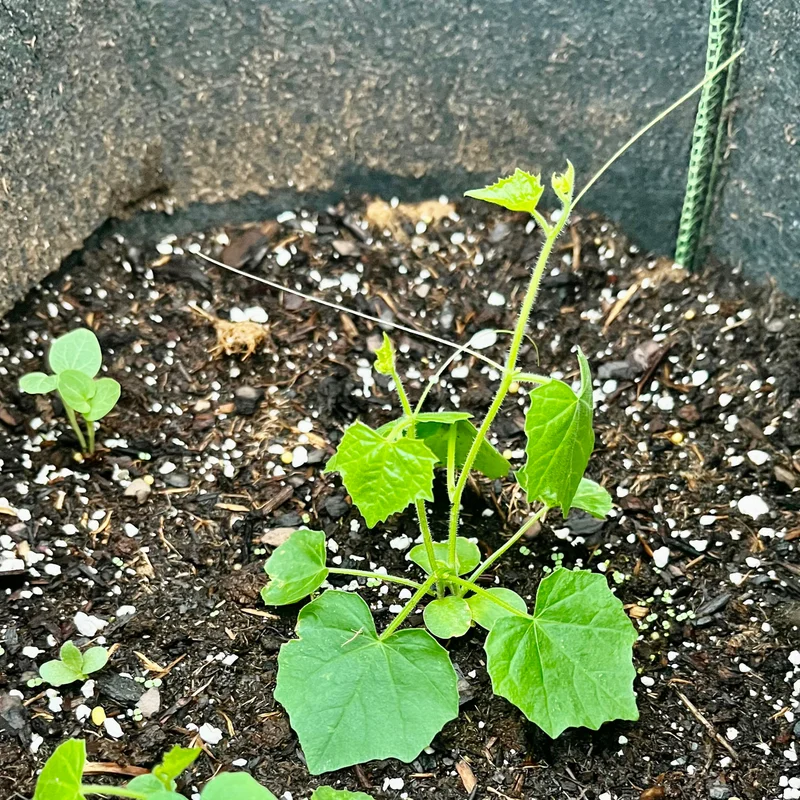 Cucamelon Plant 4 Inch Pot - Miniature Cucumber Vine