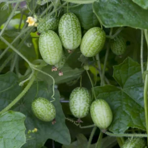 Cucamelon Plant 4 Inch Pot - Miniature Cucumber Vine