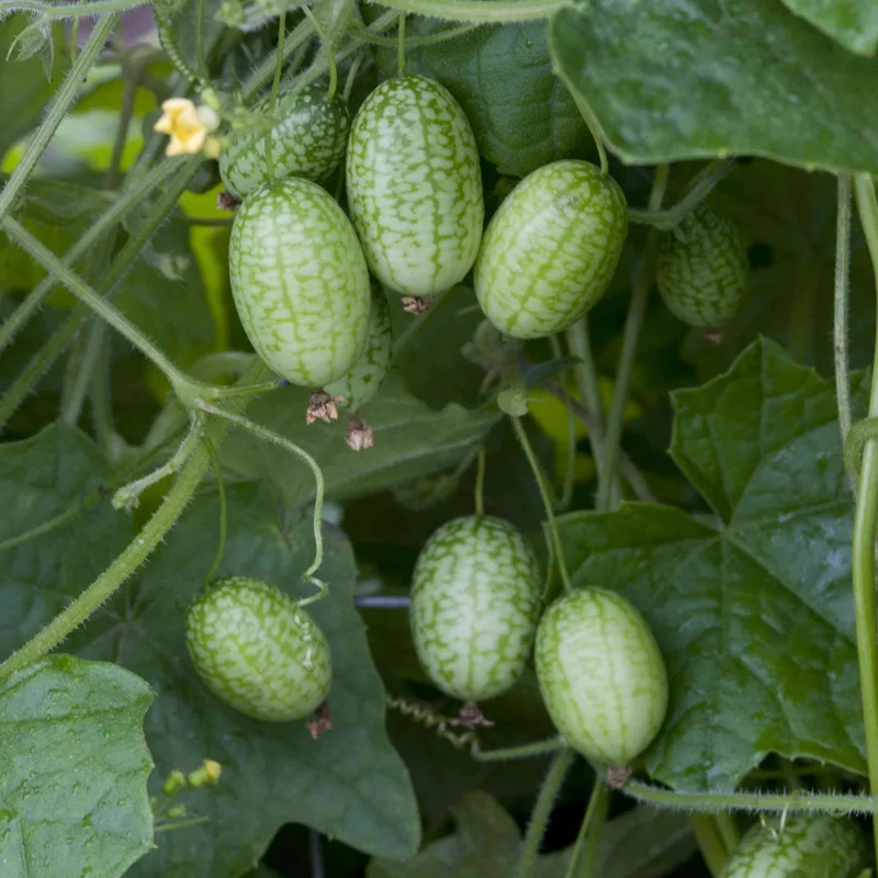 Cucamelon Plant 4 Inch Pot - Miniature Cucumber Vine