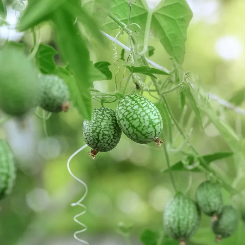 Cucamelon Plant 4 Inch Pot - Miniature Cucumber Vine