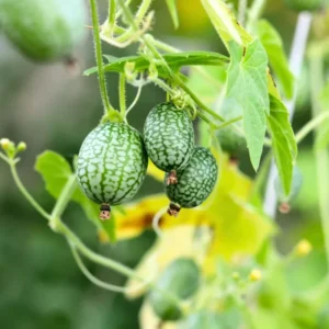 Cucamelon Plant 4 Inch Pot - Miniature Cucumber Vine