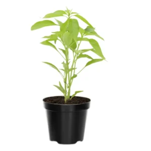 Jalapeno Pepper Plants - 4 to 8 Inch - Potted Vegetable Plant