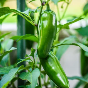 Jalapeno Pepper Plants - 4 to 8 Inch - Potted Vegetable Plant
