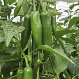 Jalapeno Pepper Plants - 4 to 8 Inch - Potted Vegetable Plant