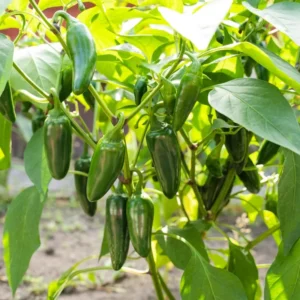 Jalapeno Pepper Plants - 4 to 8 Inch - Potted Vegetable Plant
