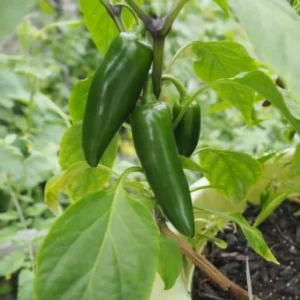 Jalapeno Pepper Plants - 4 to 8 Inch - Potted Vegetable Plant