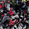 Black Pearl Hot Pepper Plant Ornamental Live Plant 2.5 Inch Pot